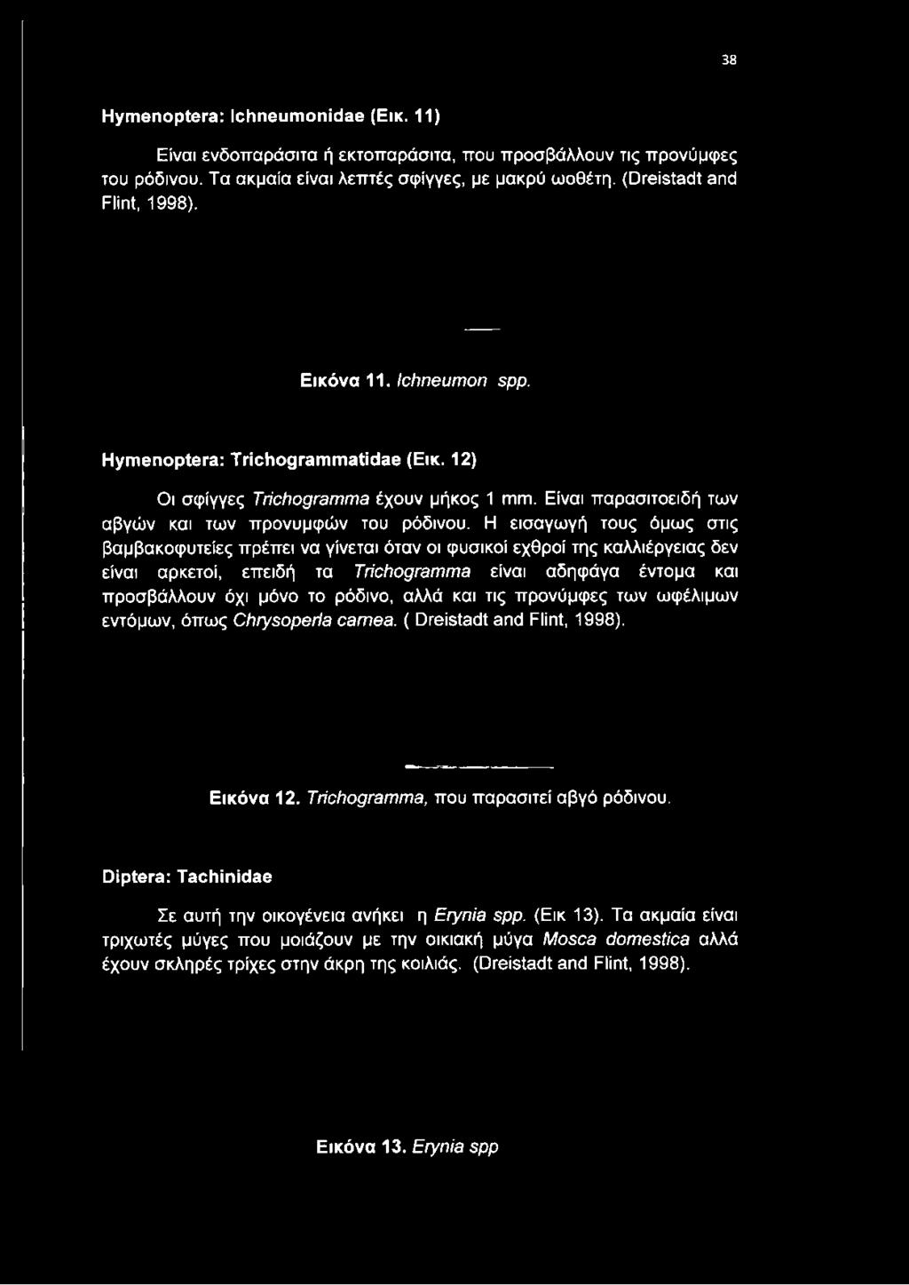 Τα ακμαία είναι λεπτές σφίγγες, με μακρύ ωοθέτη. (Dreistadt and Flint, 1998). Εικόνα 11.