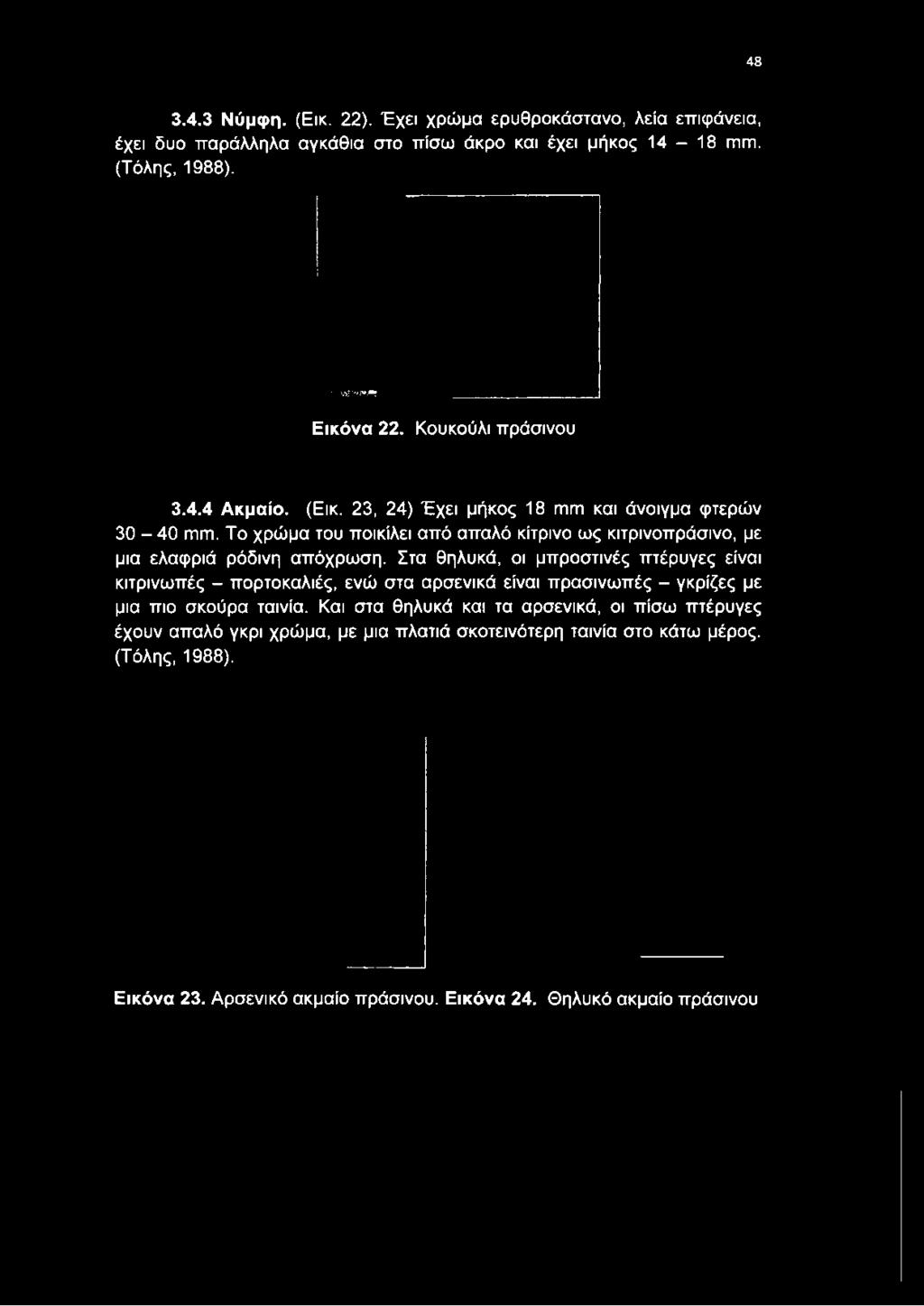 έχει μήκος 14-18 ιτιιύί. (Τόλης, 1988). Εικόνα 22. Κουκούλι πράσινου 3.4.4 Ακμαίο. (Εικ.