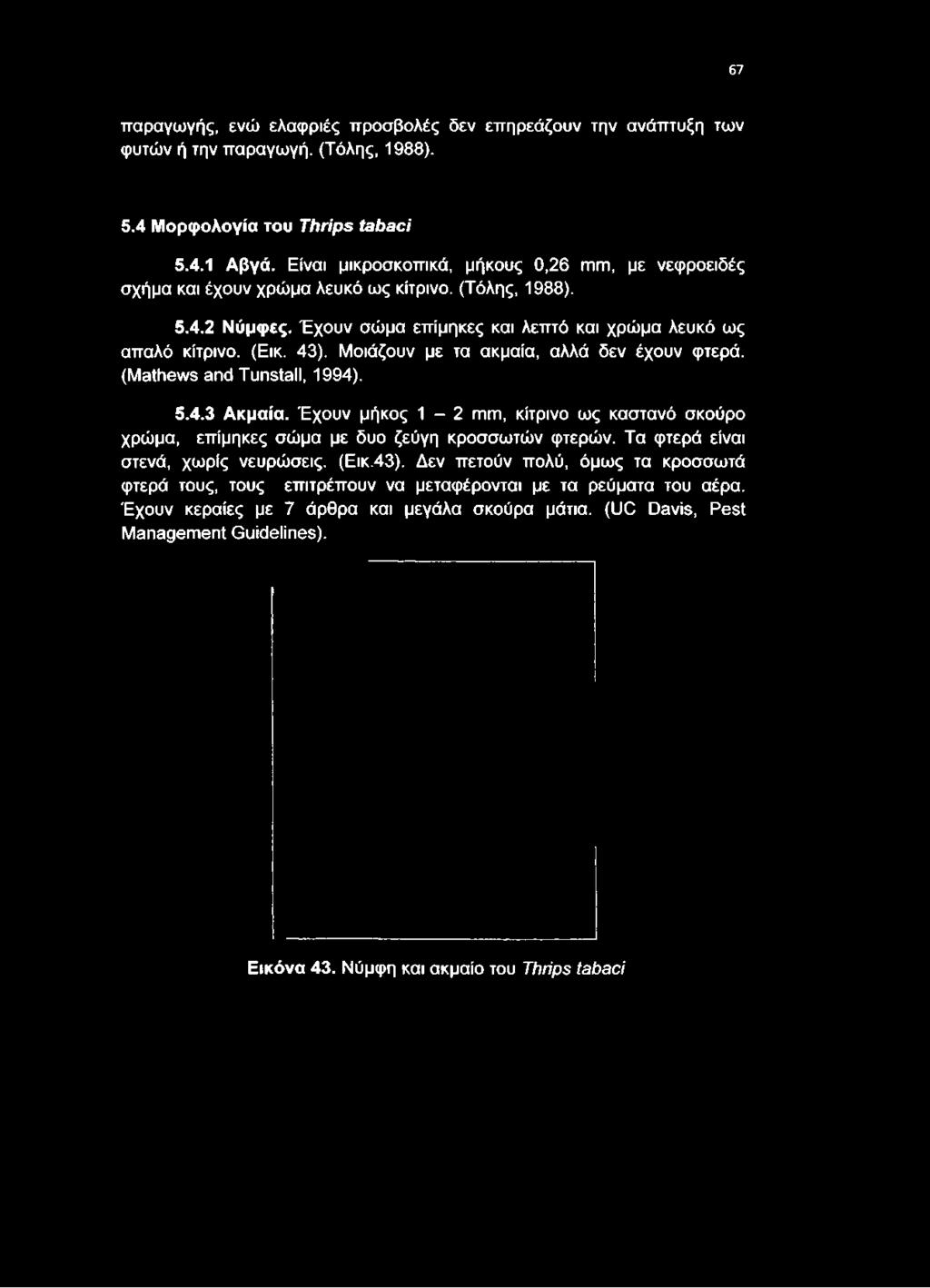 (Τόλης, 1988). 5.4.2 Νύμφες. Έχουν σώμα επίμηκες και λεπτό και χρώμα λευκό ως απαλό κίτρινο. (Εικ. 43).