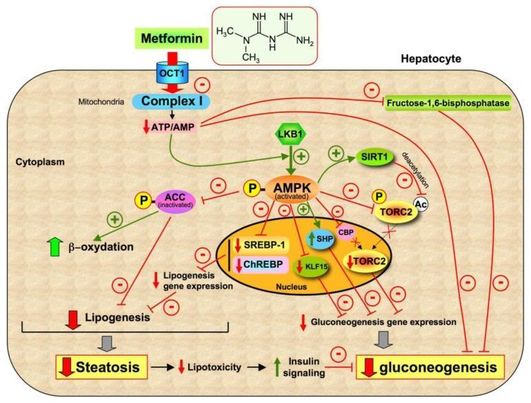 Cellular and molecular mechanisms of Metformin: an overview