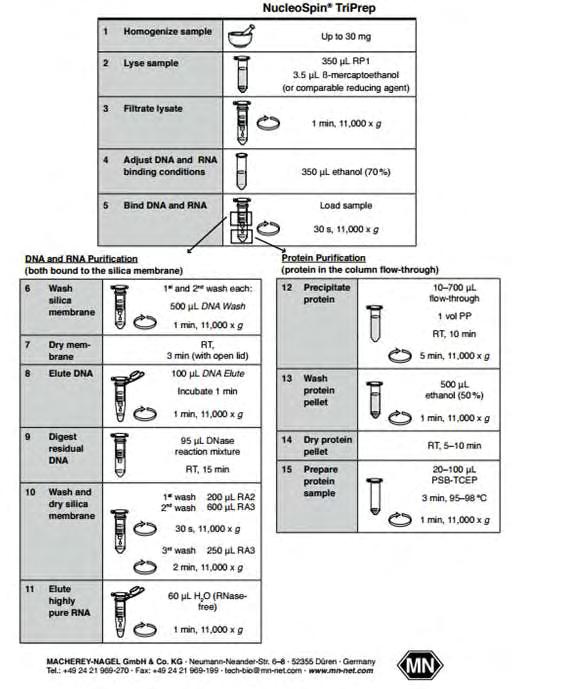 Εικόνα 17. Διαδικασία απομόνωσης RNA. 3.