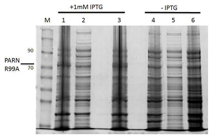 Εικόνα 21β. Προφίλ έκφρασης PARN R99A. Μ: Marker, 1,4: με και χωρίς IPTG, αντίστοιχα.