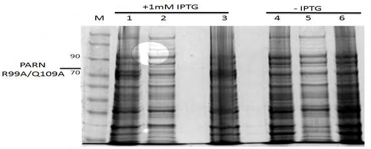 Εικόνα 21ζ. Προφίλ έκφρασης PARN R99A/Q109A. Μ: Marker, 1,4: input με και χωρίς IPTG αντίστοιχα 2,5: υπερκείμενο με IPTG και χωρίς αντίστοιχα, 3,6: ίζημα με και χωρίς IPTG αντίστοιχα.