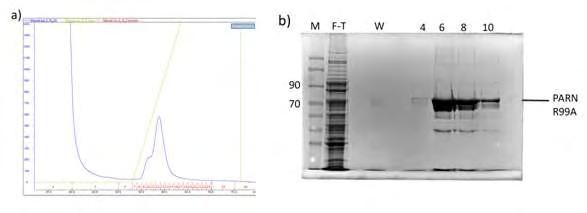 Εικόνα 22.2.a) Το διάγραμμα απομόνωσης της PARN R99A. b) Αποτέλεσμα ηλεκτροφόρησης (F-T: Flow-Through, W: wash, M: Marker).