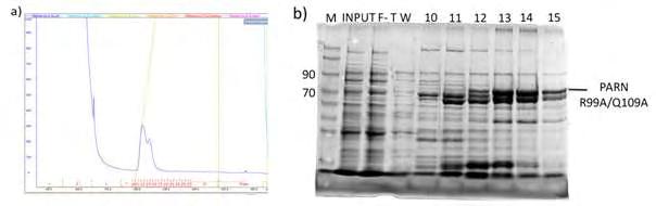 b) Αποτέλεσμα ηλεκτροφόρησης (F-T: Flow-Through, W: wash, M: Marker). Τα κλάσματα 12-15 συμπυκνώθηκαν και υπέστησαν διαπίδυση με το διάλυμα αντίδρασης.τελική συγκέντρωσης πρωτεΐνης είναι 1,8mg/mL. 4.
