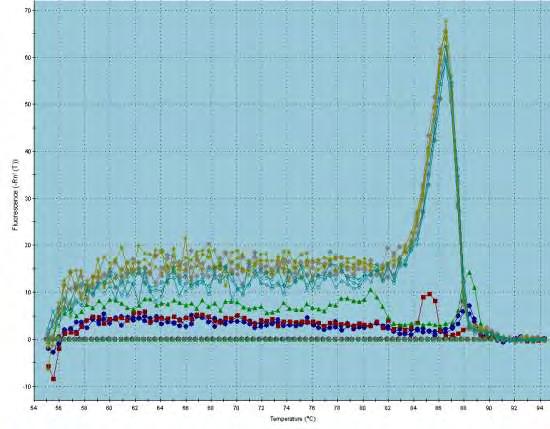 Εικόνα 39. Επίπεδα του mrna c-fos μετά από υπερέκφραση της σε κύτταρα NCI-H520. Mock είναι τα κύτταρα τα οποία διαμολύνθηκαν με άδειο φορέα.