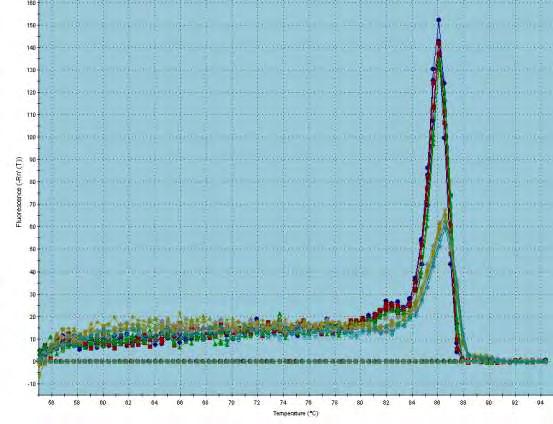 Εικόνα 45. Επίπεδα του mrna c-myc μετά από υπερέκφραση της σε κύτταρα NCI-H520. Mock είναι τα κύτταρα τα οποία διαμολύνθηκαν με άδειο φορέα.