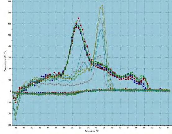 1,4 Level of mir-1207-5p Relative Expression Level 1,2 1 0,8 0,6 0,4 0,2 0 Mock PARN WT PARN R99A/Q109A Εικόνα 47. Επίπεδα του mir-1207-5p μετά από υπερέκφραση της σε κύτταρα NCI-H520.