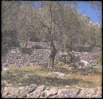 Οι κάτοικοι της Λέσβου και ο ελαιώνας Οι Έλληνες ήταν ο πρώτος λαός που επιδόθηκε συστηματικά στην καλλιέργεια της ελιάς, που αφού εκτίμησαν τα πλεονεκτήματα του δένδρου αυτού, το καθιέρωσαν σαν