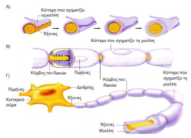 Εισαγωγή Σχήμα 2: Νευρικό κύτταρο και νευρογλοιακά κύτταρα. (Προσαρμοσμένο από http://www.teiath.gr/userfiles/akanellou/phys2%20fyll1%