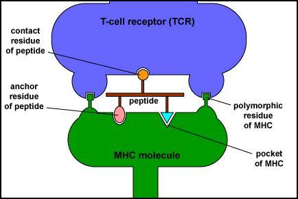 Εισαγωγή (MHC I) και από τα Τ βοηθητικά κύτταρα (MHC II).