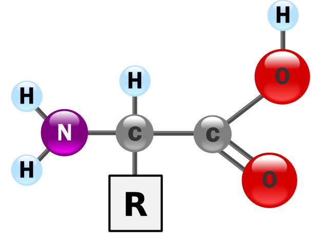 Εισαγωγή 1.2 Πεπτιδική Σύνθεση 1.2.1 Εισαγωγή Τα αμινοξέα είναι τα βασικά δομικά μόρια των πρωτεϊνών.