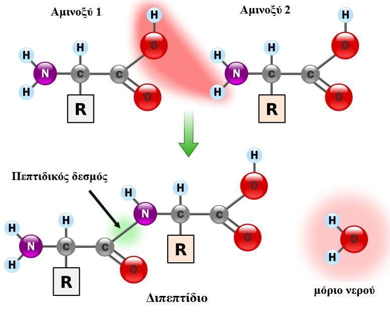 Εισαγωγή 1.2.2 Πεπτιδικός Δεσμός Ο πεπτιδικός δεσμός προκύπτει από την αντίδραση μεταξύ της α-αμινομάδας και της α-καρβοξυλομάδας δύο αμινοξέων (Σχήμα 8).
