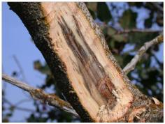 - Συνήθως παρατηρείται απότομη ξήρανση ενός ή περισσοτέρων κλάδων στη μια πλευρά του δένδρου, ή και ολόκληρου του