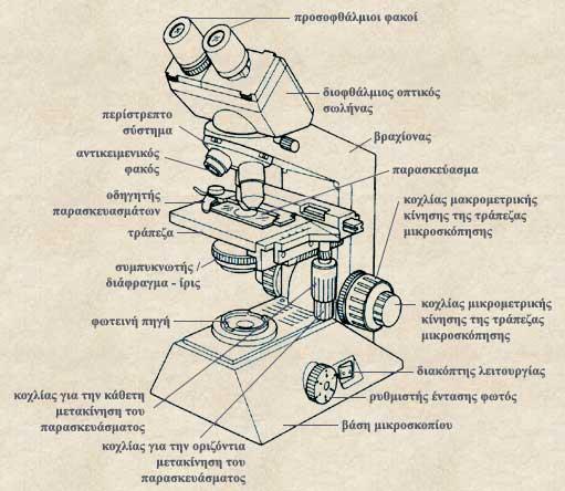 ΜΙΚΡΟΣΚΟΠΙΚΕΣ ΤΕΧΝΙΚΕΣ πολλαπλασιάζουμε την μεγέθυνση του αντικειμενικού φακού με την μεγέθυνση του συστήματος προσοφθάλμιων φακών όπου είναι 10x.