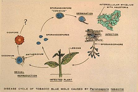 Περονόσπορος Καπνού (13) Ο κύκλος της ασθένειας Πηγή: