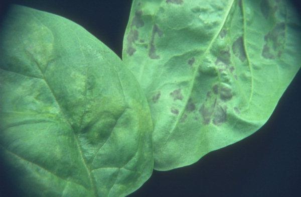 Περονόσπορος Τεύτλων Peronospora farinosa f. sp. betae. Πρωτογενές μόλυσμα: ωοσπόρια.