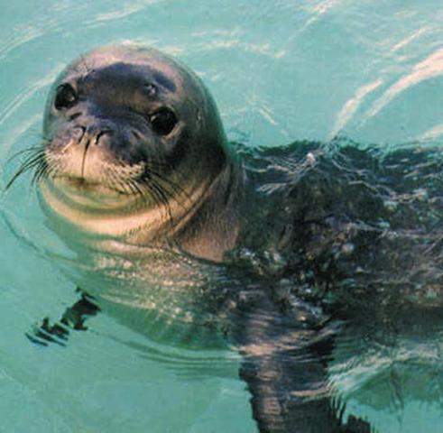Sea turtles live in the Mediterranean Sea too. They lay eggs in Zakynthos, Crete and Peloponnese.