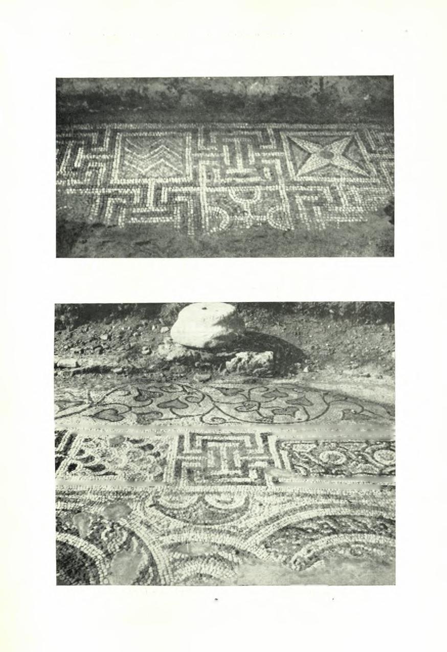 tlafe 1955.