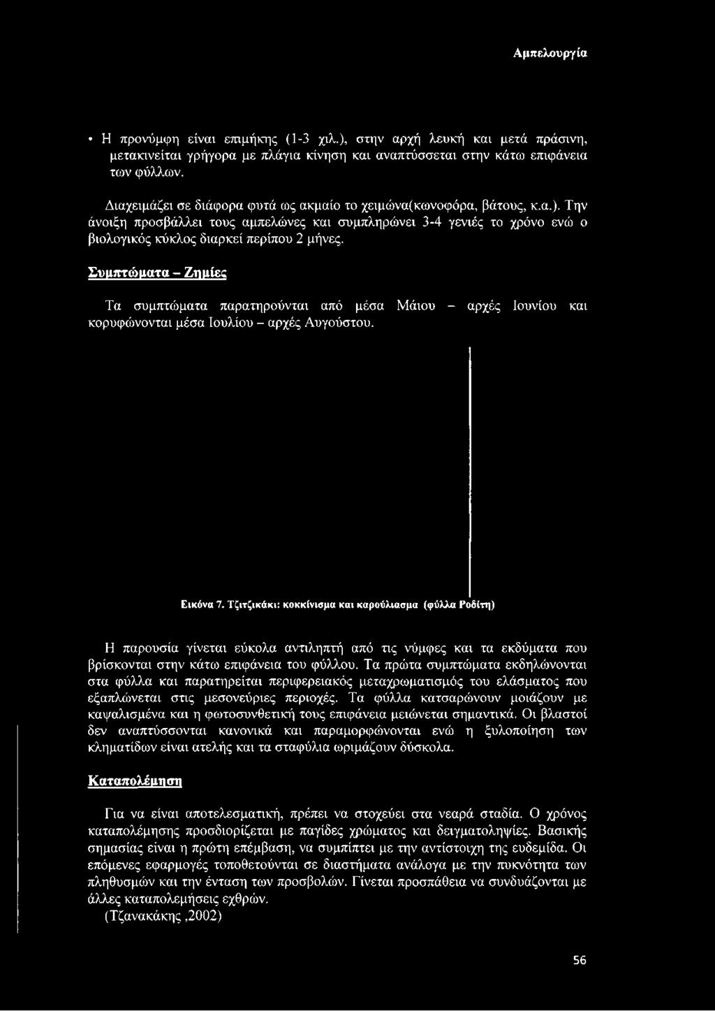 Συμπτώματα - Ζημίες Τα συμπτώματα παρατηρούνται από μέσα Μάιου - αρχές Ιουνίου και κορυφώνονται μέσα Ιουλίου - αρχές Αυγούστου. Εικόνα 7.