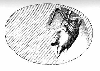 15, Πιν. 4,4 / CMS II.6, Nr. 256 και σ. XXXI / MINOAN ROUNDEL ΙΙ, 225, 226, 329. 105) ΑΡΙΘΜ. ΕΥΡΕΤ. ΜΟΥΣΕΙΟΥ ΣΦΡΑΓΙΣΜΑΤΟΣ /ΩΝ : M.H. 625 ΤΥΠΟΣ ΣΦΡΑΓΙ ΑΣ : αχτυλίδι µε οβάλ µεταλλική σφενδόνη.