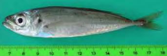 14 Εικόνα 4:Είδος Trachurus Trachurus. Πηγή:fishbase (2012) 1.4.5. Λυχνός (Uranoscopus scaber L., 1758) Ο λύχνος (Εικ.