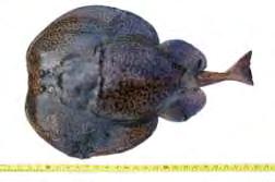 16 Εικόνα 7:Είδος Torpeda marmorata. Πηγή: fishbase (2012) 1.4.8. Προσφυγάκι (Micromesistius poutassou Risso, 1827) Το προσφυγάκι (Εικ.