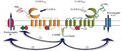 GABA Β υποδοχείς Εικόνα 17: Σχηματική αναπαράσταση του GABA Β υποδοχέα.οι υπομονάδες GABA Β1 και GABA Β2 αλληλεπιδρούν μέσω των καρβοξυ-τελικών τμημάτων τους.