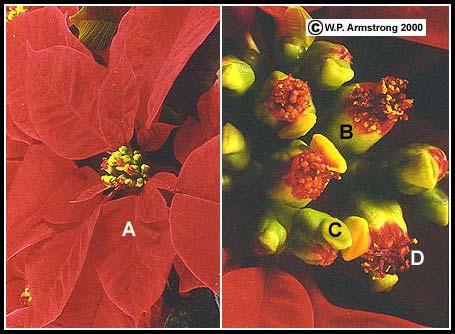 Euphorbia pulcherrima Εικ. 3 Η ποϊνσέτια (Euphorbia pulcherrima) πλήρως ανθισµένη την περίοδο των Χριστουγέννων στη νότια Καλιφόρνια.