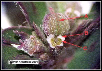 Πρηνής ευφορβία από τη Νότια Αµερική που έχει εγκλιµατιστεί στη νότια Καλιφόρνια. Α: ένα σχήµατος κούπας κυάθειο (περιείληµα) που περιλαµβάνει µικροσκοπικά αρσενικά και θηλυκά άνθη.