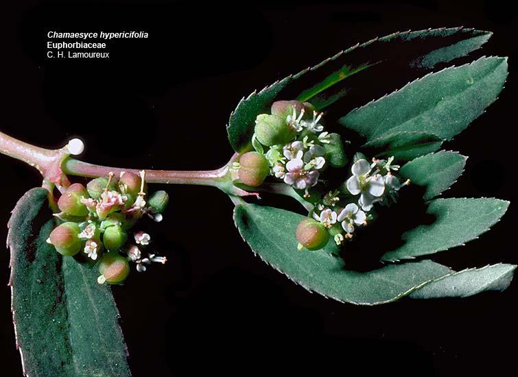 Chamaesyce hyericifolia, µια χαριτωµένη ευφόρβια.