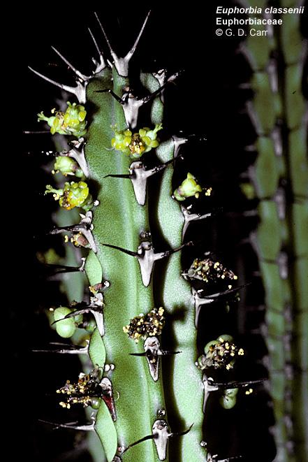 Euphorbia classenii.