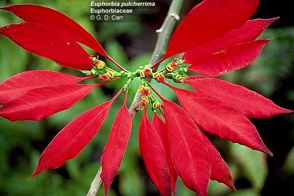 Εuphorbia pulcherrima, ποϊνσετία.