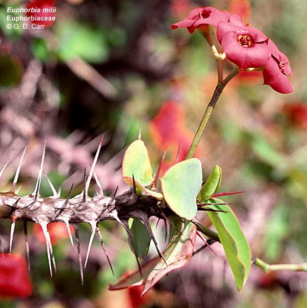Euphorbia splendens, το αγκάθινο στέµµα. Καλλωπιστικός θάµνος από τη Μαγαδασκάρη.