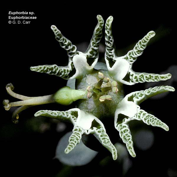 Euphorbia sp. Αυτό είναι ένα ακόµη παράδειγµα του τυπικού ψευδάνθιου ή κυάθειου που βρίσκεται στην οικογένεια.