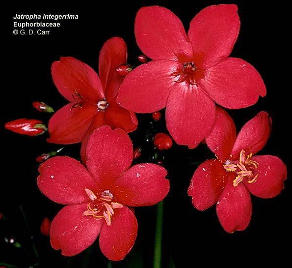 Jatropha integerrima, jatropha µε κόκκινα άνθη. Aυτό είναι ένα παράδειγµα συνηθισµένης ανθοταξίας µονογενών ανθών.