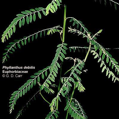 Phyllanthus debilis, niruri.