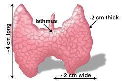 ANATOMIE MAKROSKOPIES 2 simmetriese lobbe, sentraal verbind deur die isthmus Lê ant van die 2-3de trageale ringe Pre-tracheale fascia heg ook hier vas, en is verantw vir die tiroied