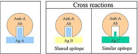 Вкрстена реактивност Пр. ABO антигени; М антигени од S.