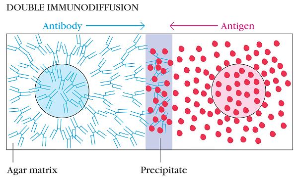 Двојна имунодифузија на агар Бунарчиња со