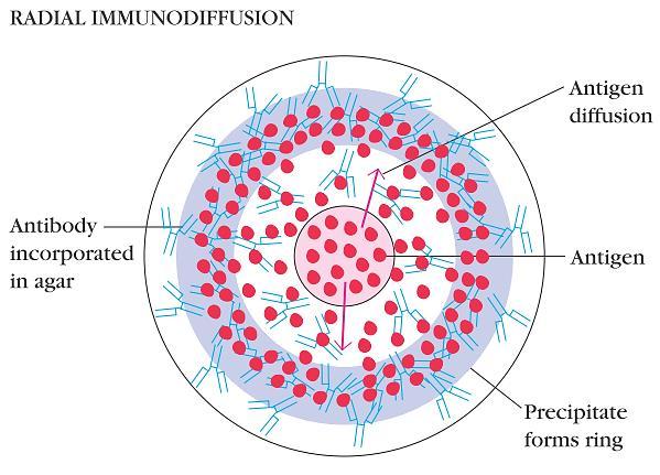 Радијална (единечна) имунодифузија на агар Гел со фиксна концентрација на антитела Дифузија на антигенот