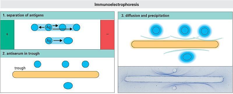 Имуноелектрофореза Електрофореза на