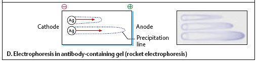 Еднодимензионална единечна електроимунодифузија (Laurell-ова ракетна електрофореза) Агарозен гел со антитела