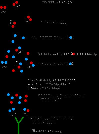 специфично за првото ( first antibody -1)