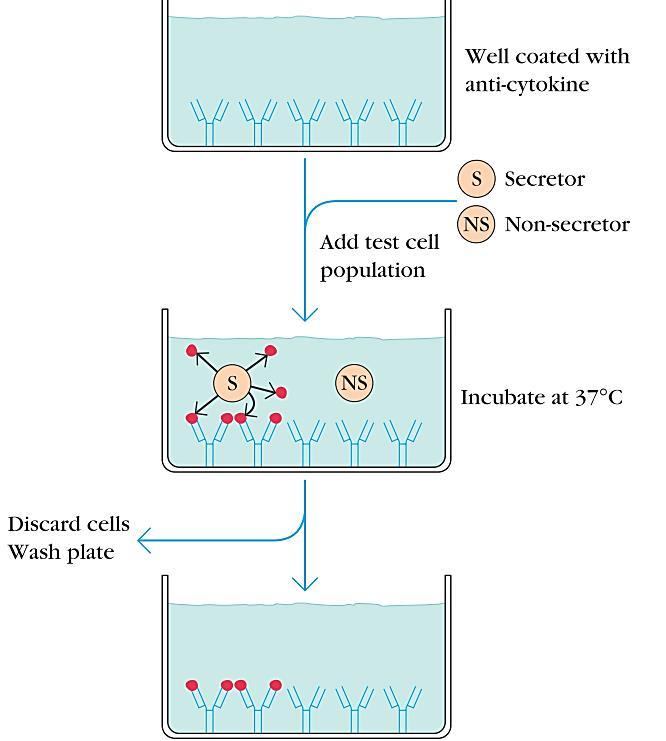 1µg/ml), human C1q