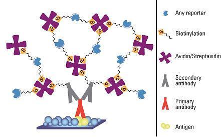 Техники на боење Систем биотин-авидин антиген