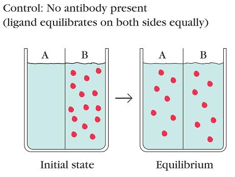 Ако половина од достапните антигени се поврзани со антитело [Ag]=[Ab-Ag complex] и K a =1/[Ab] или K d =[Ab] антителата се ефикасни во конц.