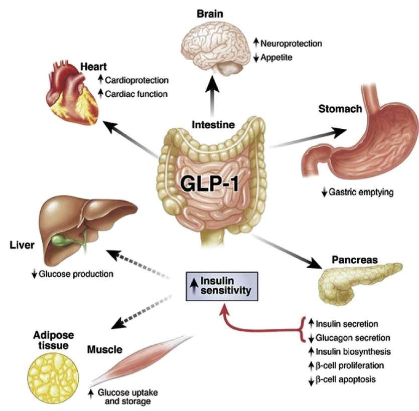 Εξωπαγκρεατικές δράσεις GLP-1 Med Clin N Am