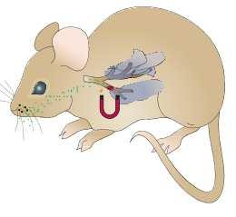 13 Μία ενδιαφέρουσα εφαρµογή της µεταφοράς φαρµάκων σε συγκεκριµένους στόχους πραγµατοποιήθηκε από τους Rudolph et.al 14 σε πειραµατόζωο ποντίκι.
