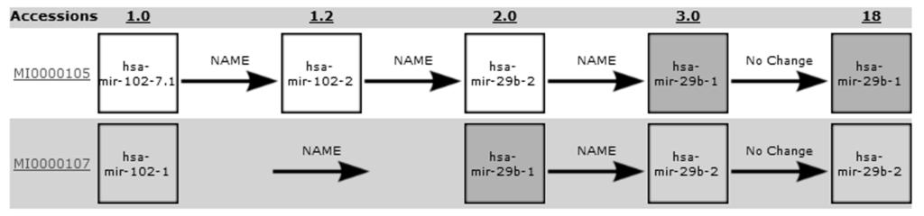 Σχήμα 4.15: Το χρονοδιάγραμμα εξέλιξης του όρου hsa-mir-29b-1 (που εμπλέκει τα mirna-φουρκέτες MI0000105 και MI0000107). Το τελικό βήμα εκτελείται από τον εξαγωγέα συσχετίσεων.